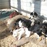 Australian Shepard/lab mix puppies