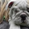 AKC English Bulldog Puppies