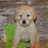 AKC Golden Retriever Puppies